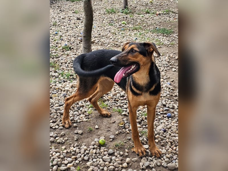 Dina sucht ein Zuhause!