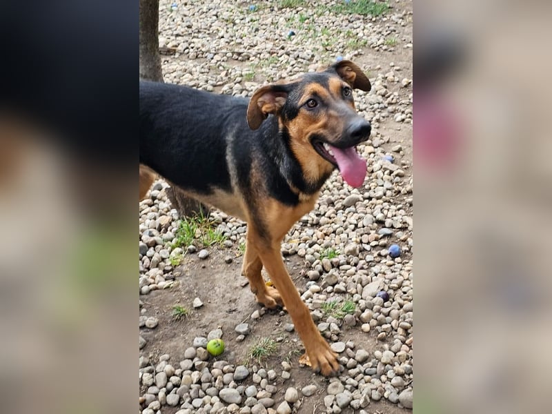 Dina sucht ein Zuhause!