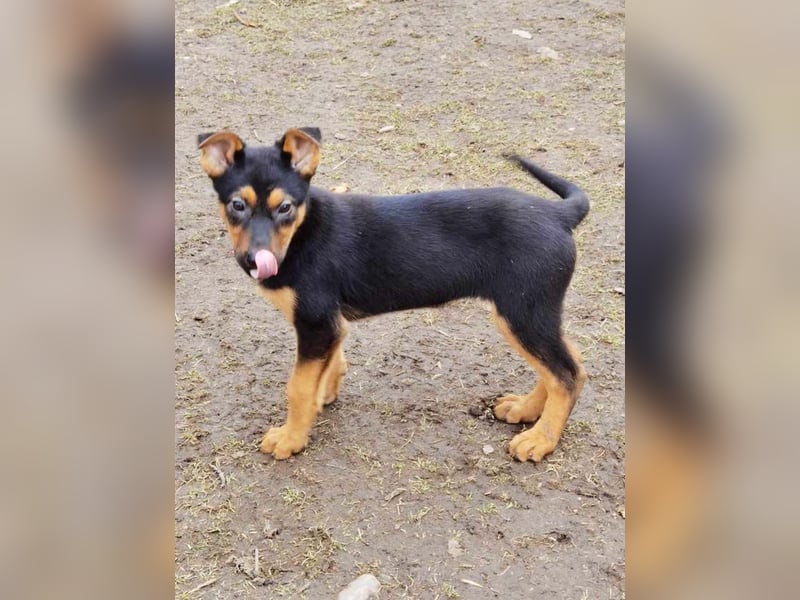 Dina sucht ein Zuhause!