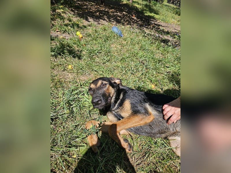 Diana sucht ihr Für-Immer-Zuhause