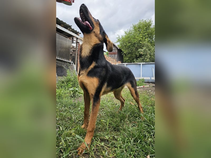Dixie sucht eine liebe Familie!