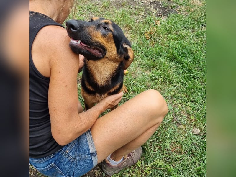 Dixie sucht eine liebe Familie!