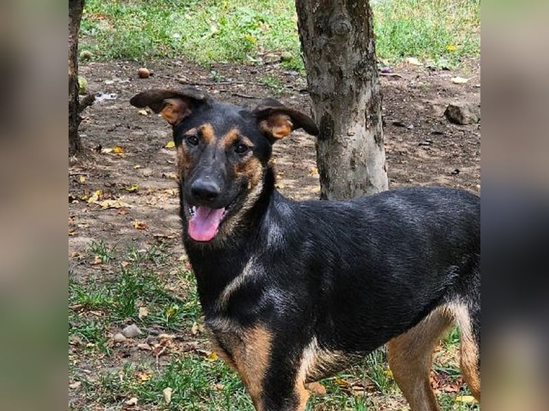 Diana sucht ihr Für-Immer-Zuhause