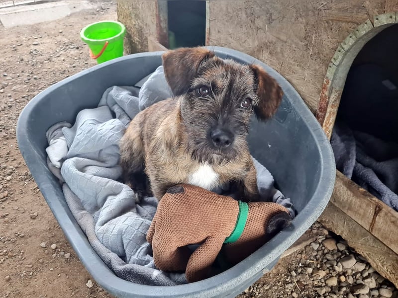 Mona, 8 Monate, sucht ihre Herzensmenschen