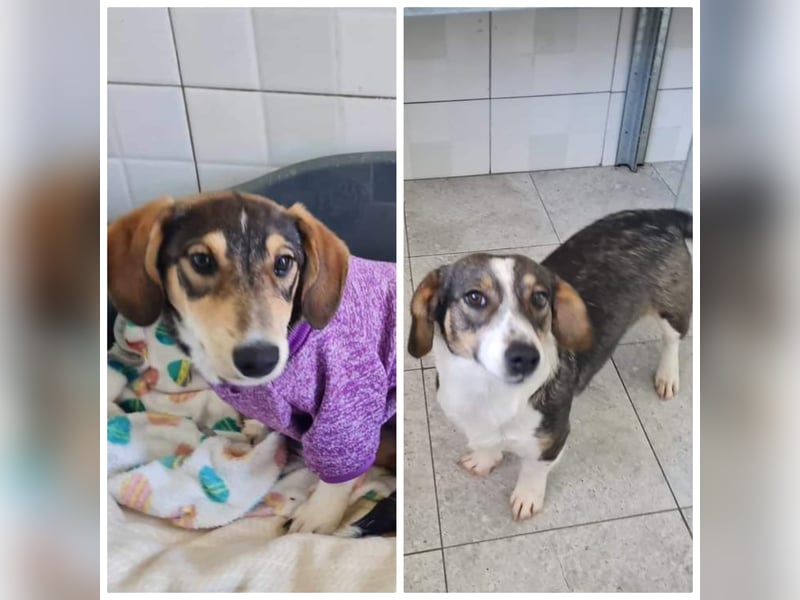 Dackelchen Mia und Emmi wollen nicht getrennt werden