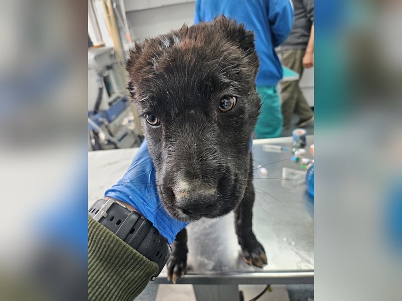 Nova – Kleine Powermaus mit viel Charme sucht aktive Menschen