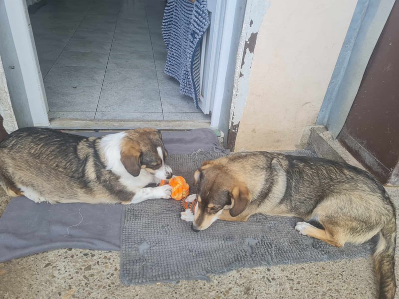 Dackelchen Mia und Emmi wollen nicht getrennt werden