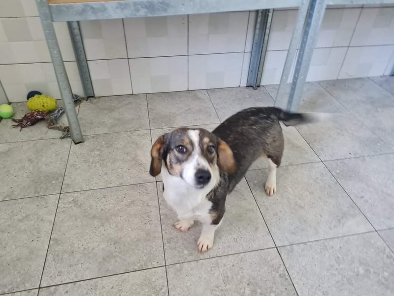 Dackelchen Mia und Emmi wollen nicht getrennt werden