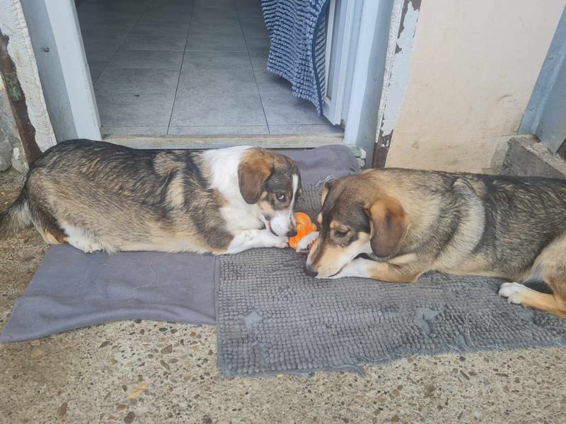 Dackelchen Mia und Emmi wollen nicht getrennt werden