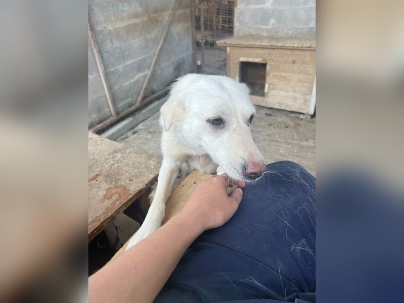 Soraya, 3 Jahre,  zweite Chance gesucht