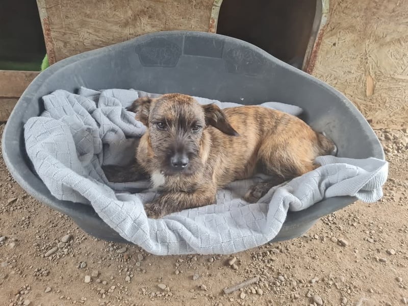 Mona, 8 Monate, sucht ihre Herzensmenschen