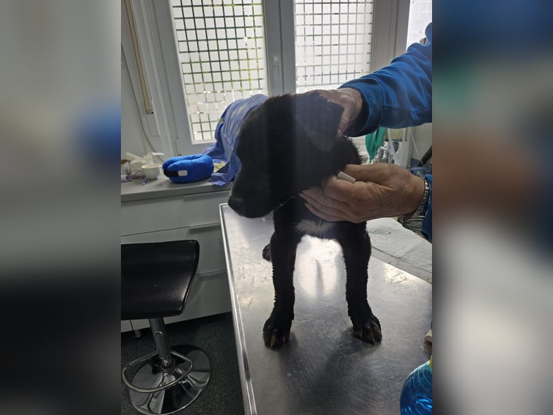 Nova – Kleine Powermaus mit viel Charme sucht aktive Menschen