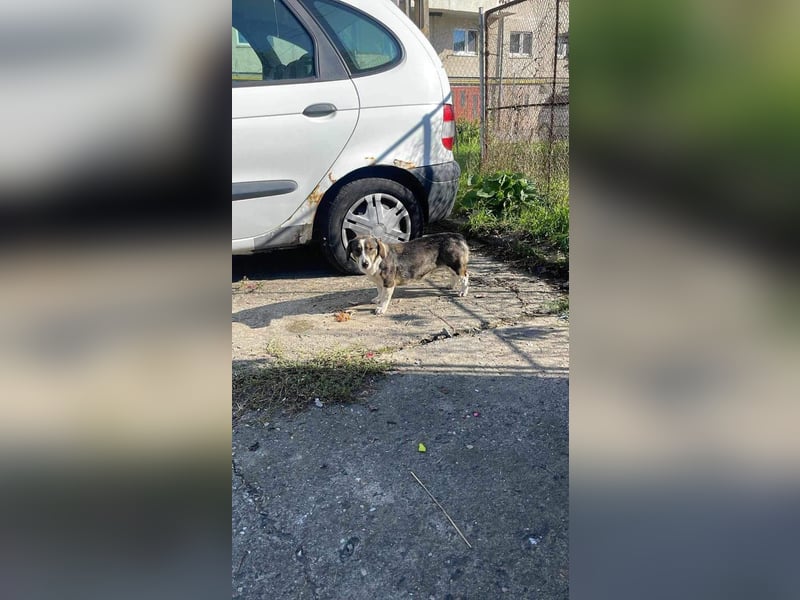 Dackelchen Mia und Emmi wollen nicht getrennt werden
