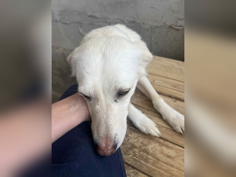 Soraya, 3 Jahre,  zweite Chance gesucht
