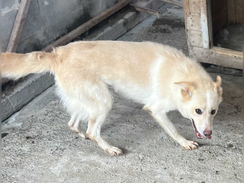 Amaya, 3 Jahre, sucht ihre Menschen