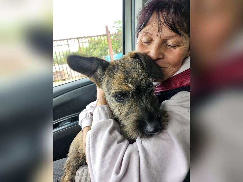 Mona, 8 Monate, sucht ihre Herzensmenschen