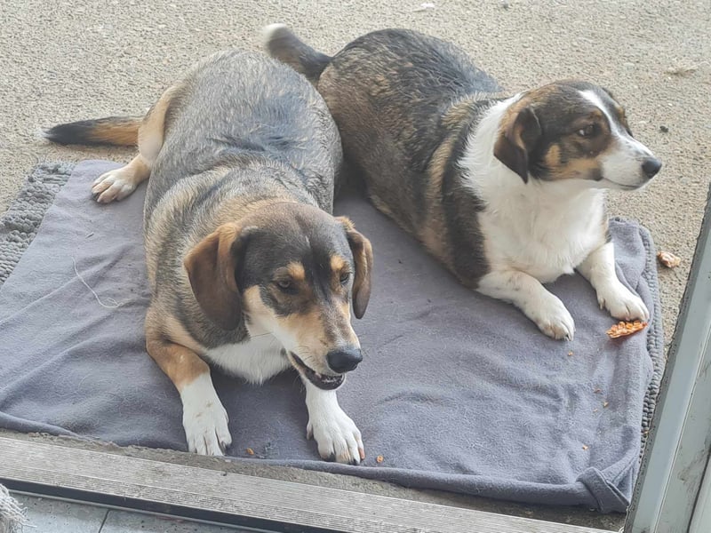 Dackelchen Mia und Emmi wollen nicht getrennt werden