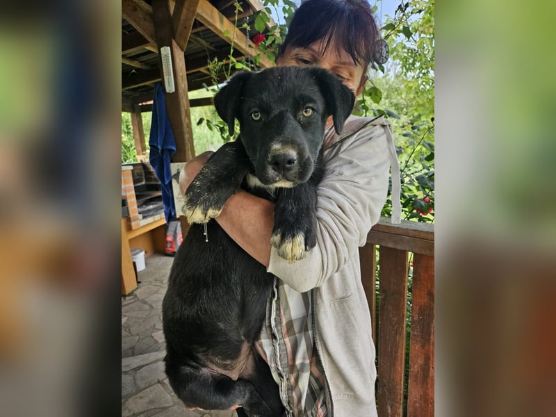 Nova – Kleine Powermaus mit viel Charme sucht aktive Menschen