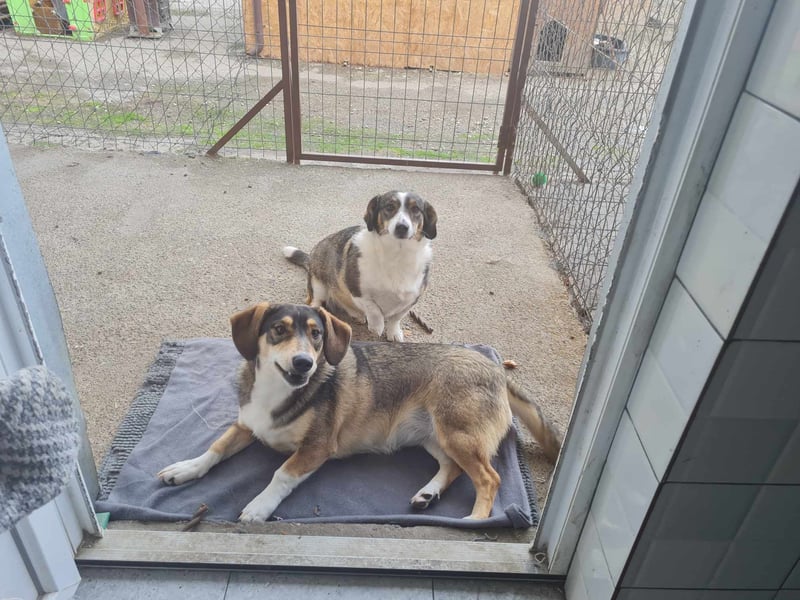 Dackelchen Mia und Emmi wollen nicht getrennt werden
