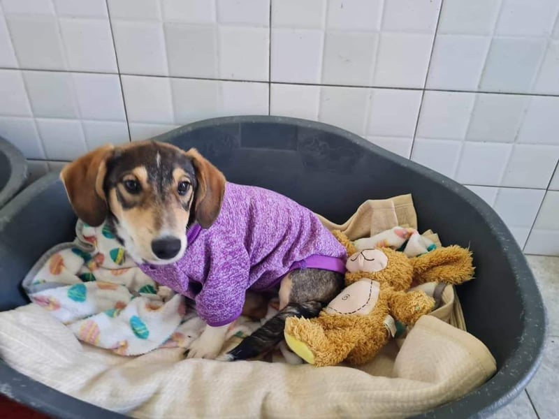 Dackelchen Mia und Emmi wollen nicht getrennt werden