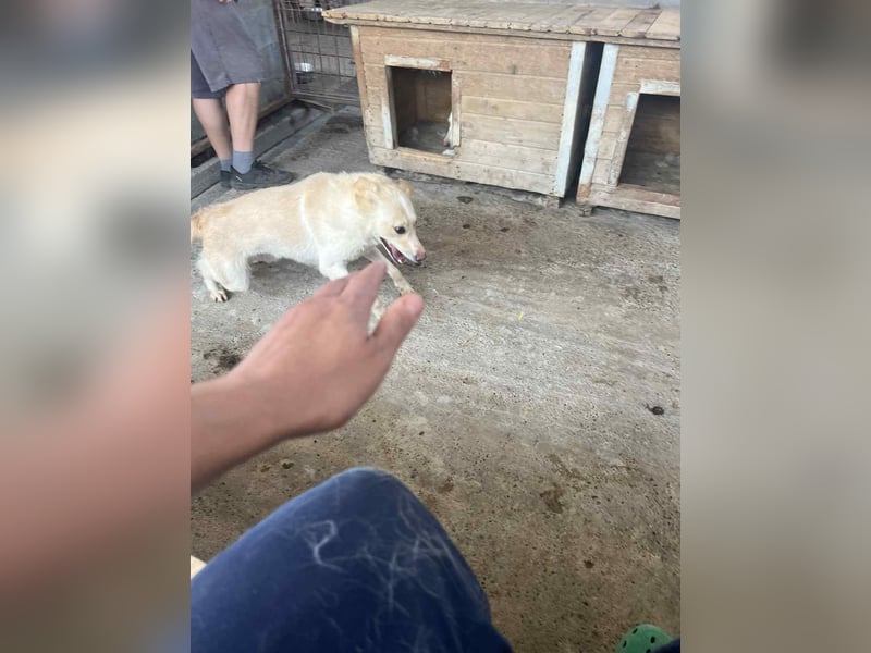 Amaya, 3 Jahre, sucht ihre Menschen