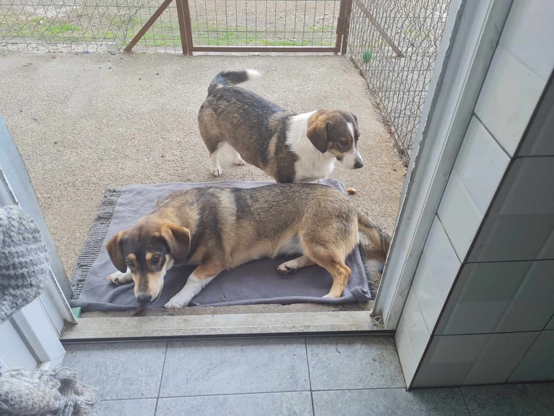 Dackelchen Mia und Emmi wollen nicht getrennt werden