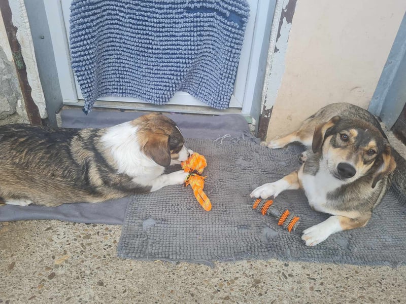 Dackelchen Mia und Emmi wollen nicht getrennt werden
