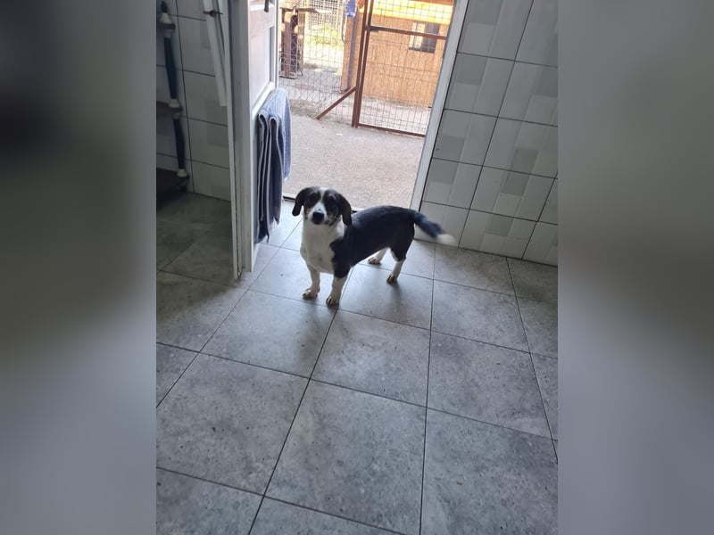 Dackelchen Mia und Emmi wollen nicht getrennt werden