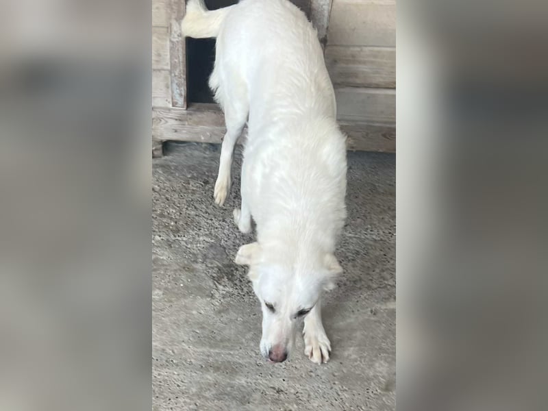 Soraya, 3 Jahre,  zweite Chance gesucht