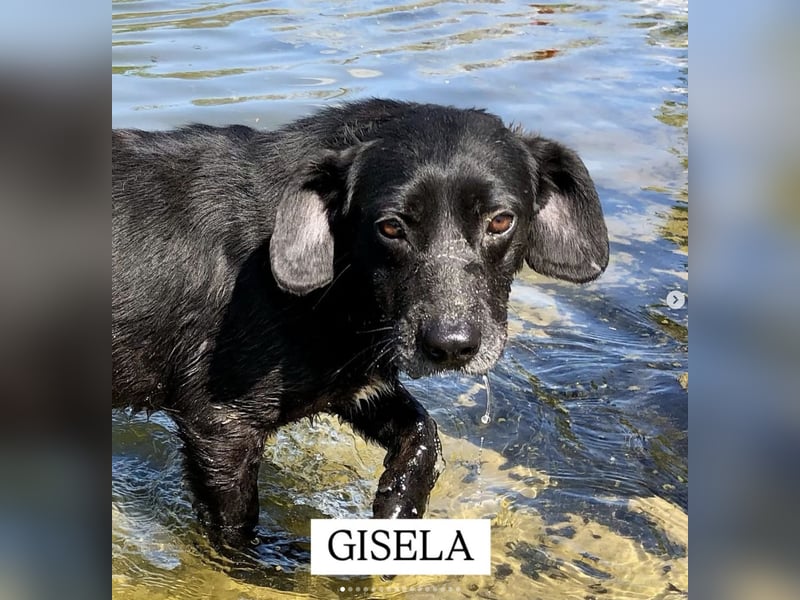 Gisela, eine Wasserratte mit großem Herzen!