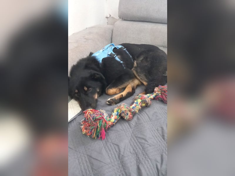 Ruhiges zu Hause für Bella gesucht