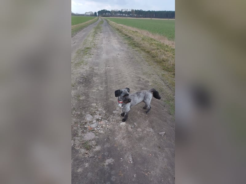 Herzensmenschen für Fritzi gesucht