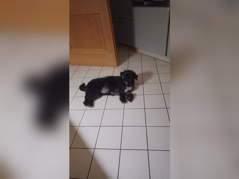 Herzensmenschen für Fritzi gesucht