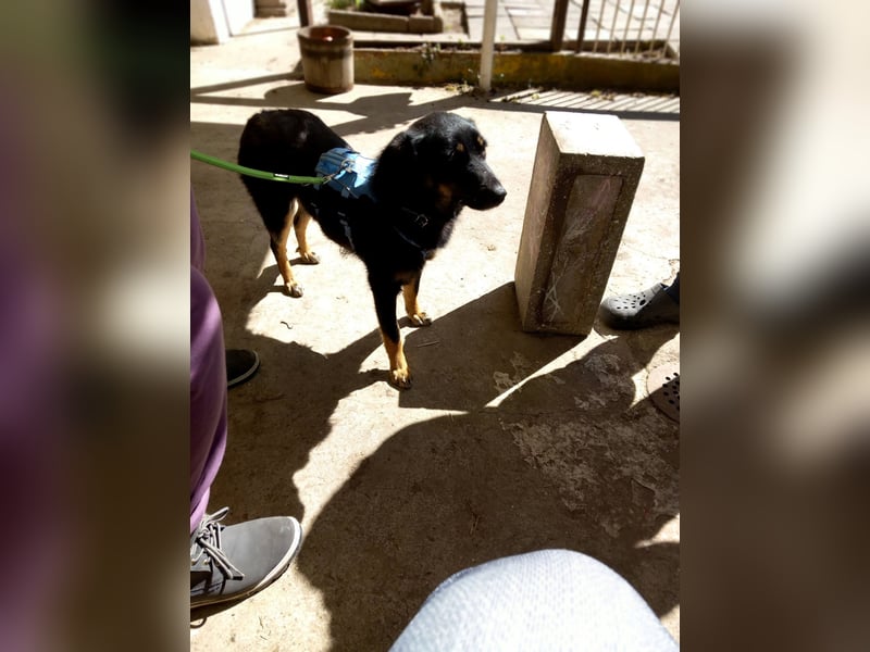 Ruhiges zu Hause für Bella gesucht