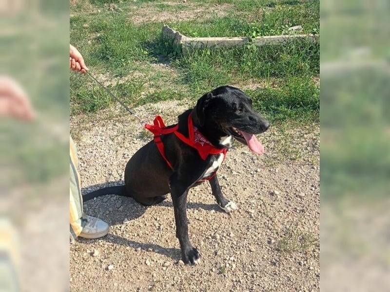 Üzüm hofft schon lange auf ein Happy End, Handicap