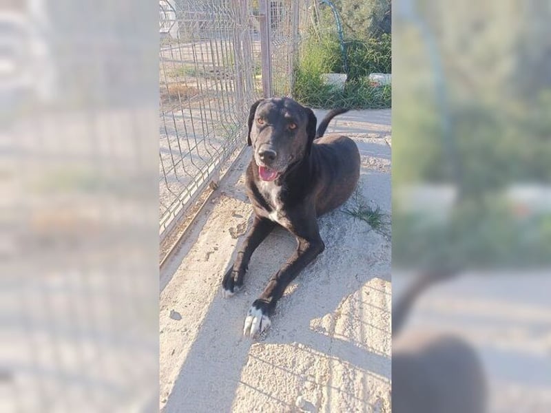 Üzüm hofft schon lange auf ein Happy End, Handicap