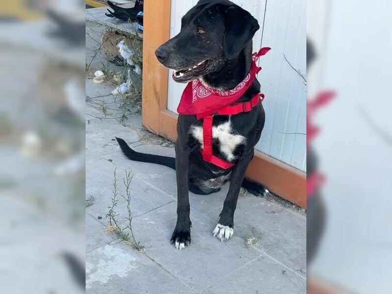 Üzüm hofft schon lange auf ein Happy End, Handicap