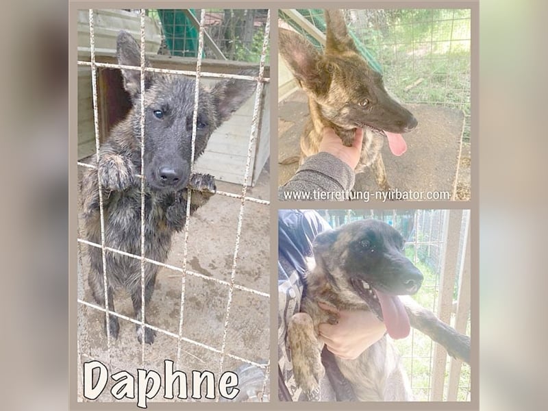 DAPHNE, der ideale Familienhund. Mag auch Katzen