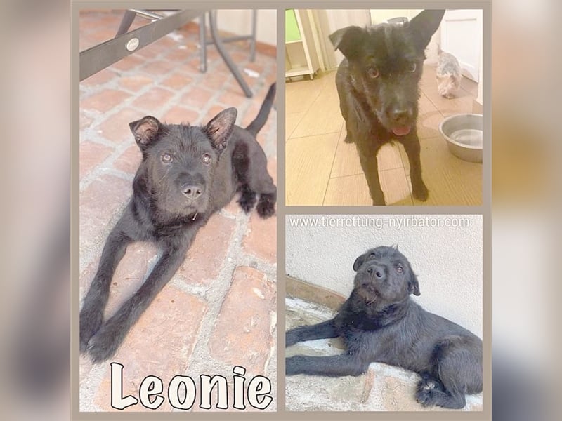 LEONIE, eine Traummaus. Der ideale Familienhund. Mag auch Katzen