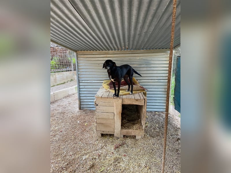Tammy sucht ein Zuhause