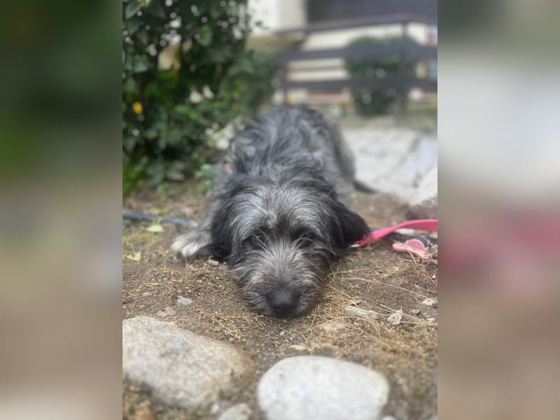 Graysy sucht ein Körbchen