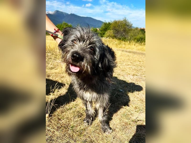 Graysy sucht ein Körbchen