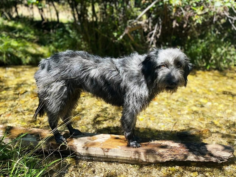 Graysy sucht ein Körbchen