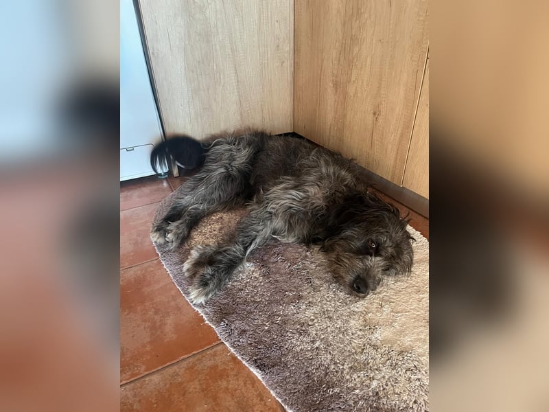 Graysy sucht ein Körbchen