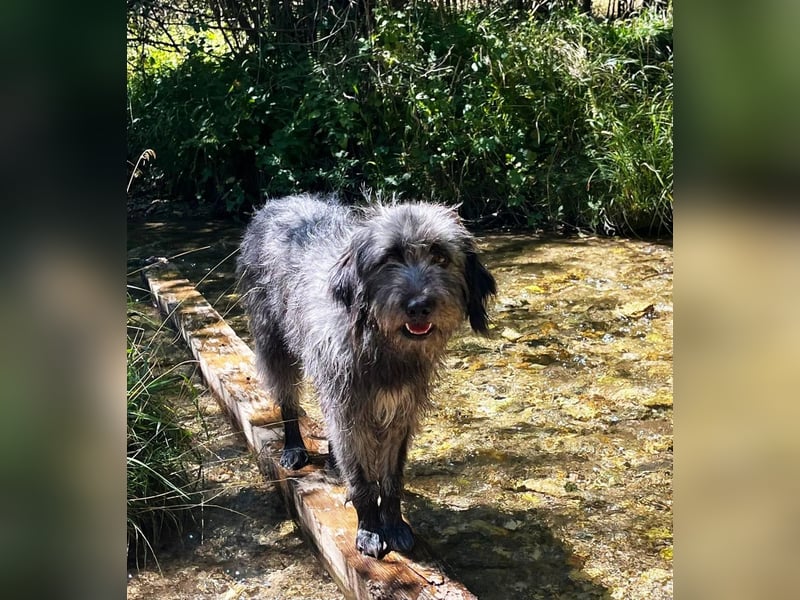 Graysy sucht ein Körbchen