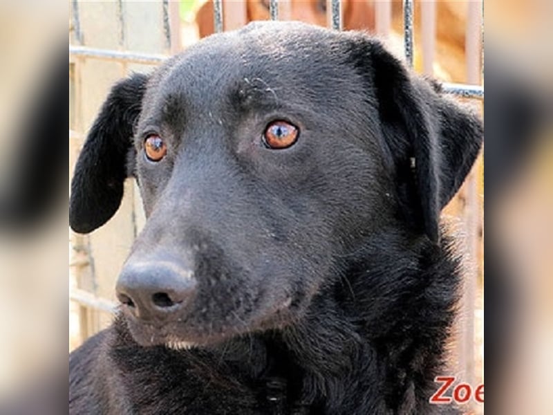 Zoe