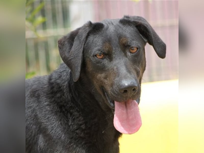 Zia