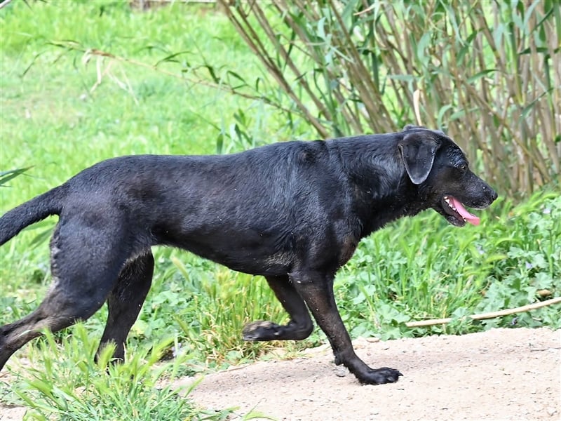 Zia