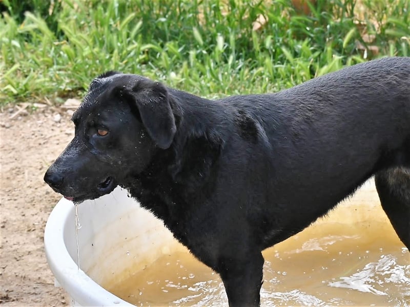 Zia
