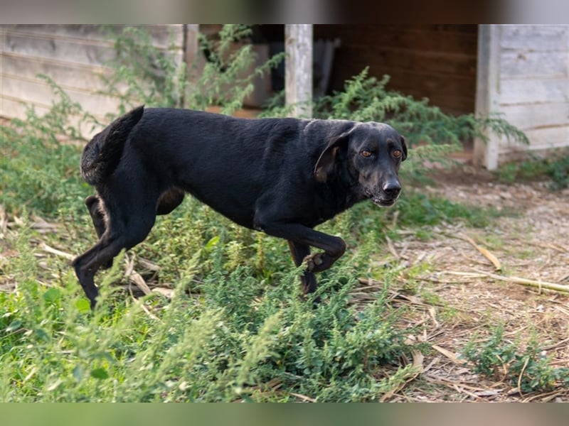 Zia